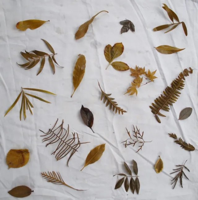 Ecoprinting/Natural Dye Class