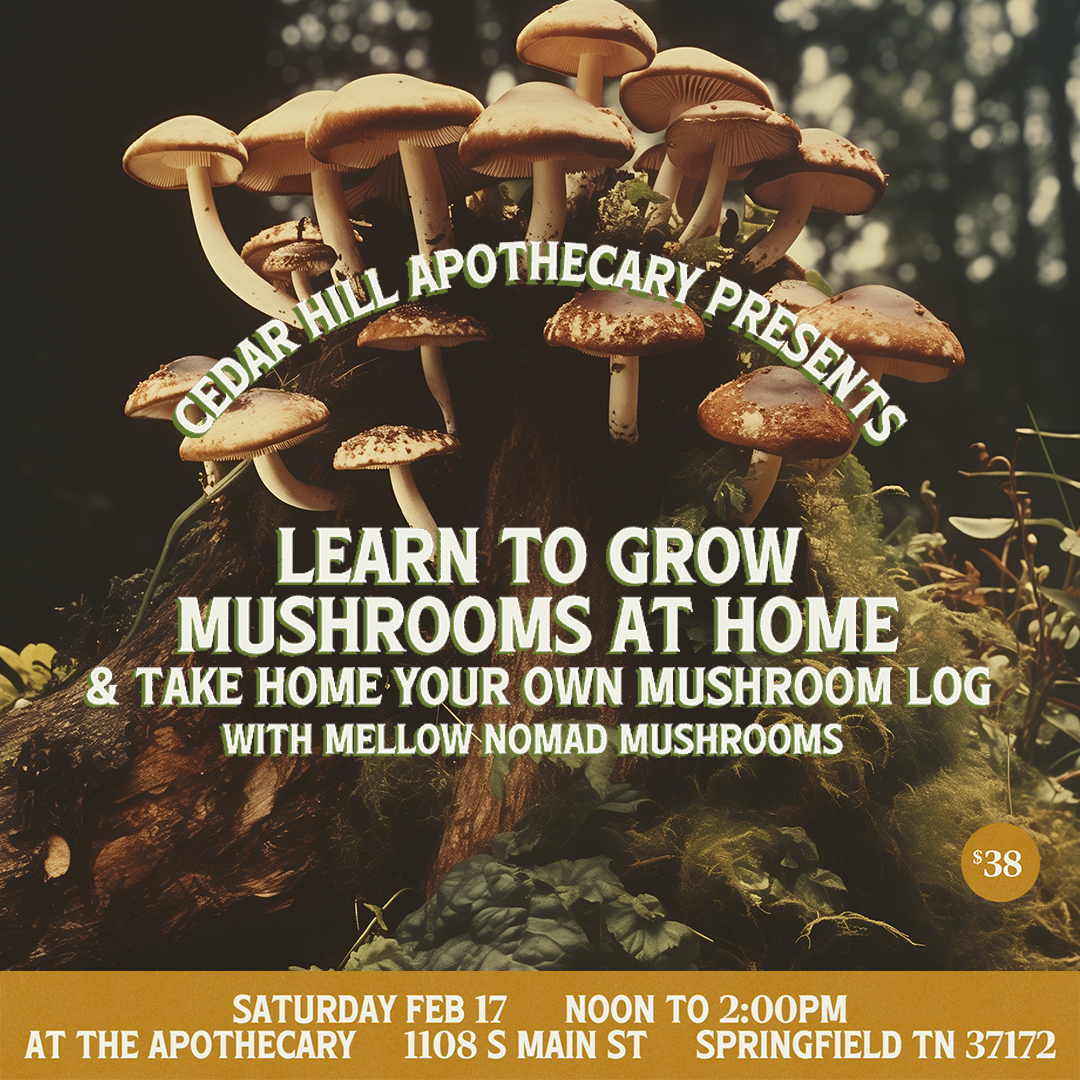 Learn to Grow Mushrooms at Home with Mellow Nomad Mushrooms