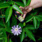 Rest In Peace Tincture