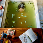 Forest's Pull Bath Fizz