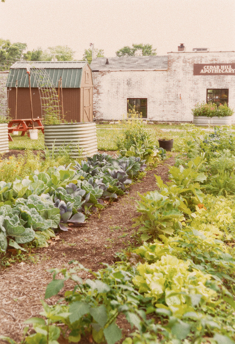 Cedar Hill Homestead community garden