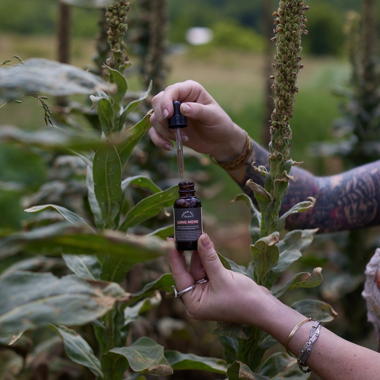 Lung Mend Tincture